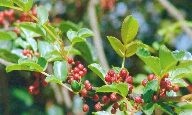 花椒主要病虫害有哪些？花椒病虫害防治措施介绍