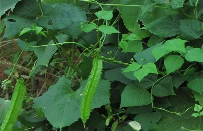 四棱豆的种植技术