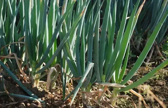 葱的高产种植技术