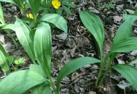 “农村珍贵野菜”寒葱价格多少钱一斤？可以人工种植吗？有哪些功效作用？