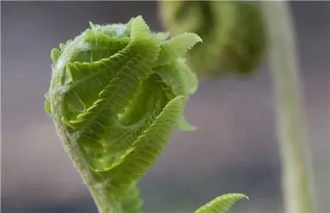 蕨菜的栽培时间与办法