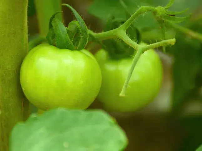 西红柿（番茄）怎么种植能高产？