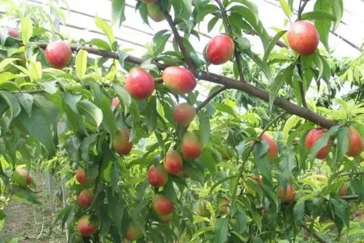 棚室油桃什么时候疏花疏果，留多少果最好？