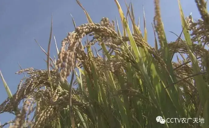 长春双阳区马场村李华靓水稻栽培“种”出来的好日子！