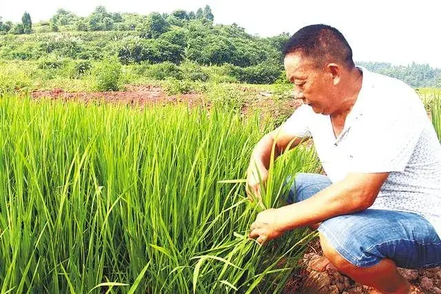 水稻直播掌握这些关键技术，省力又增产！