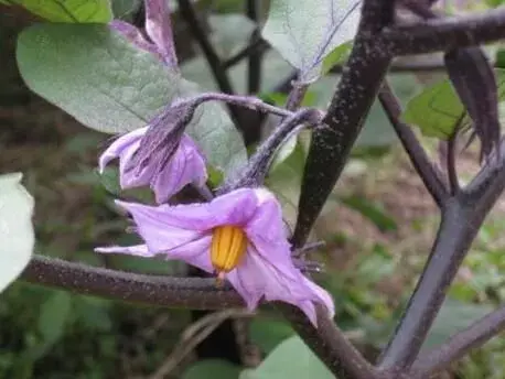 茄子什么时候开花结果？花果期种植应该要小心什么？