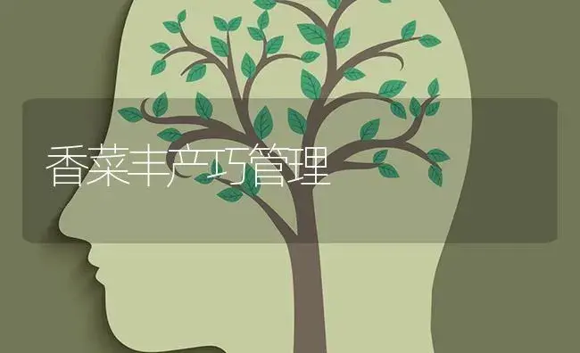 香菜丰产巧管理 | 蔬菜种植