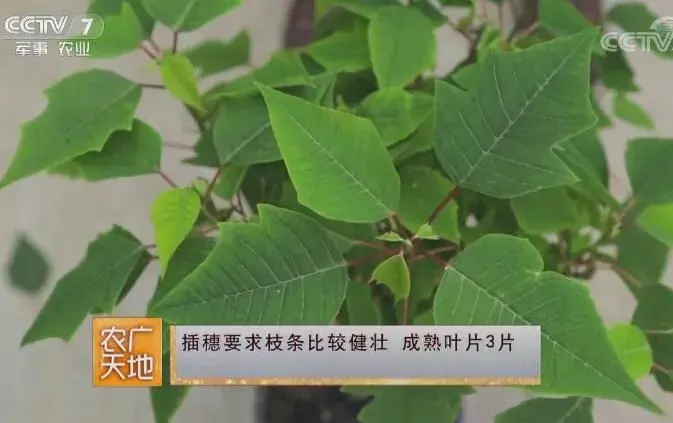 一品红种植技术视频