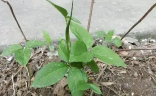 半夏种植技术，附病虫害防治方法