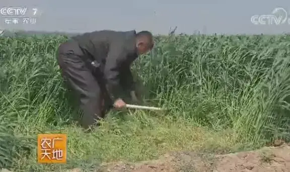 饲用黑麦种植技术