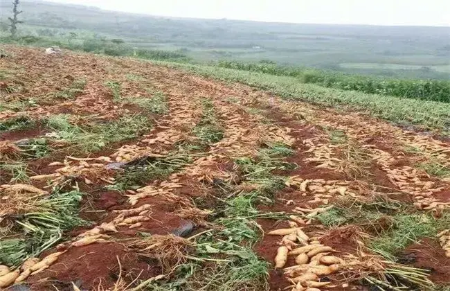 雪莲果的田间管理