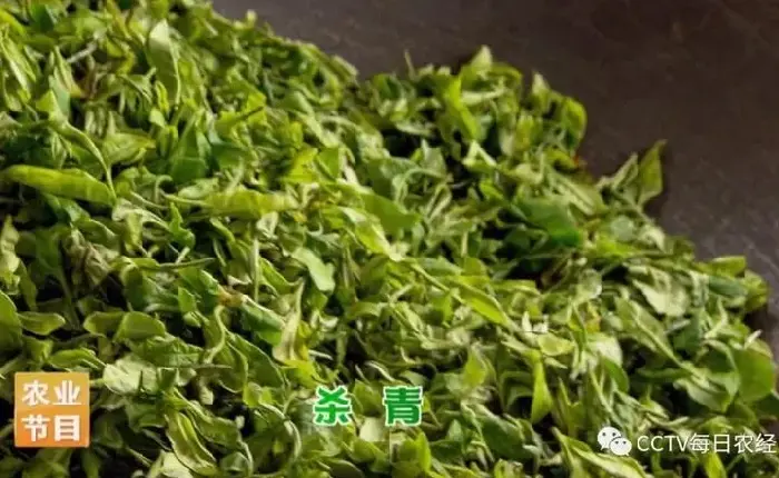 [每日农经]镇康 古树茶遇见新商机