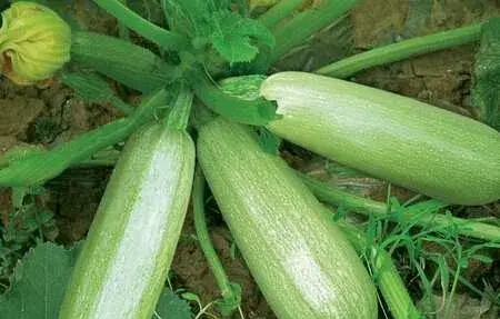 西葫芦病毒病怎么进行防治