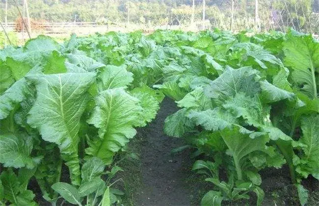 芥菜育苗堤防事项