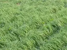湖南宁乡县绿肥种植超20万亩