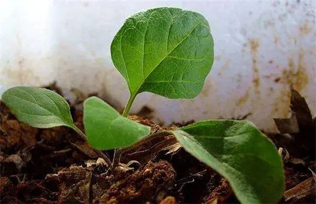 茄子种子迅速催芽措施