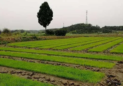 早稻栽培及早稻水浆管理技术