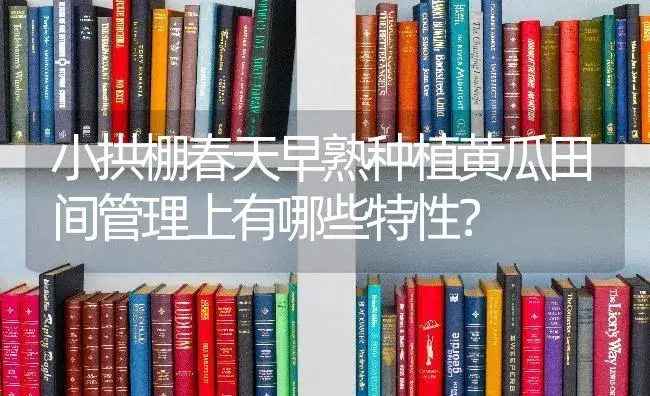 小拱棚春天早熟种植黄瓜田间管理上有哪些特性？ | 蔬菜种植