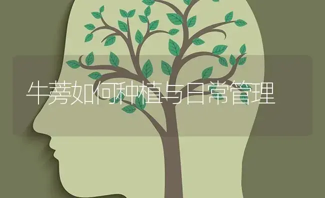 牛蒡如何种植与日常管理 | 蔬菜种植