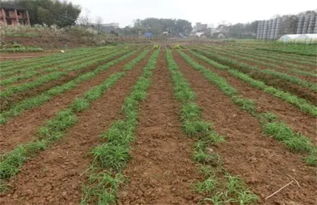 黄花菜田间管理技术