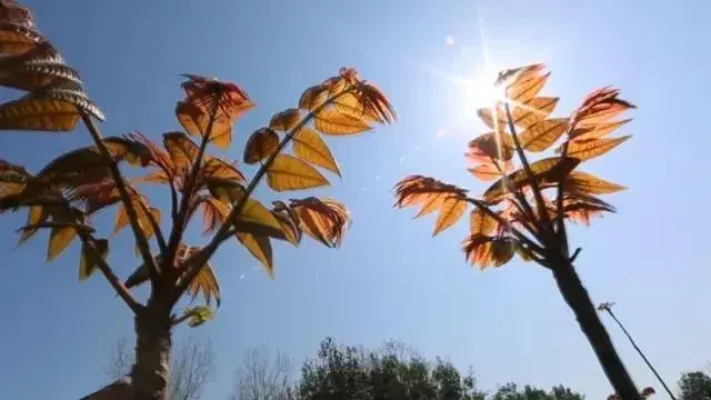 龚红印种香椿和向启明种花椒下狠手夺高产