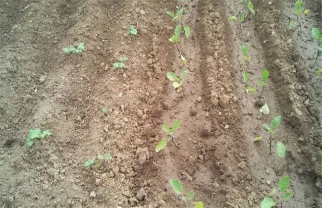 露地茄子栽培技术