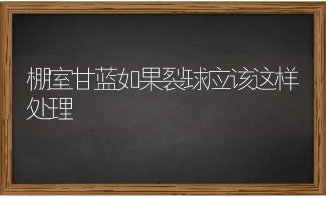 棚室甘蓝如果裂球应该这样处理 | 蔬菜种植