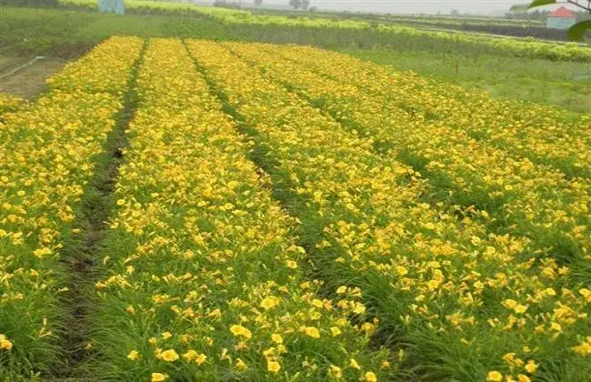 2018种黄花菜赚钱吗及市场前景