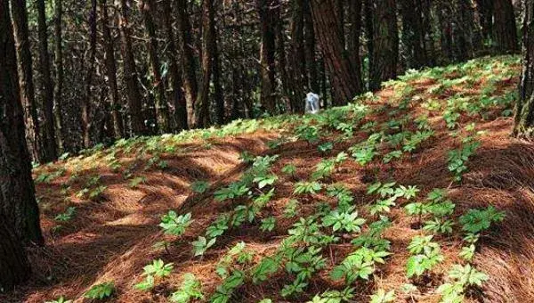 云南白药种植方法