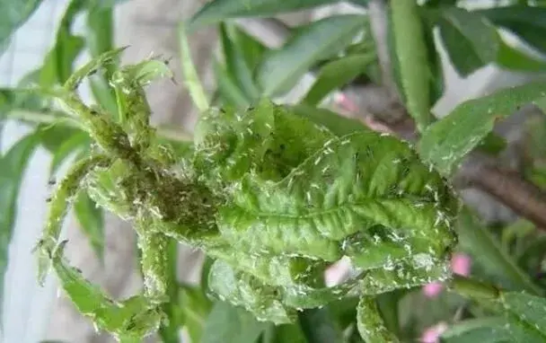 高抗性害虫用药配方