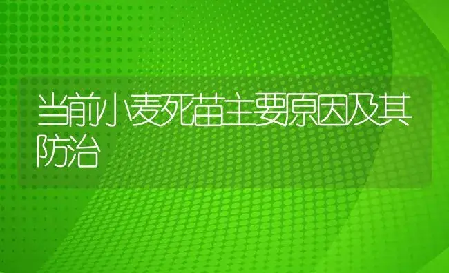 当前小麦死苗主要原因及其防治 | 植物病虫害