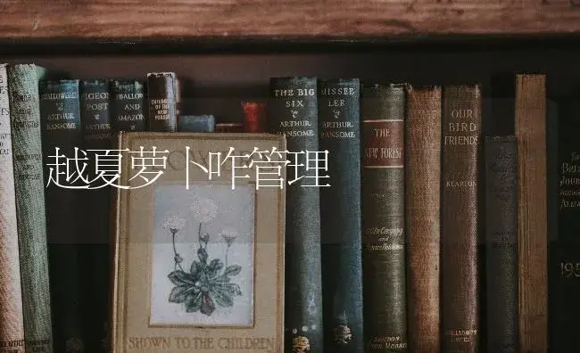 越夏萝卜咋管理 | 蔬菜种植