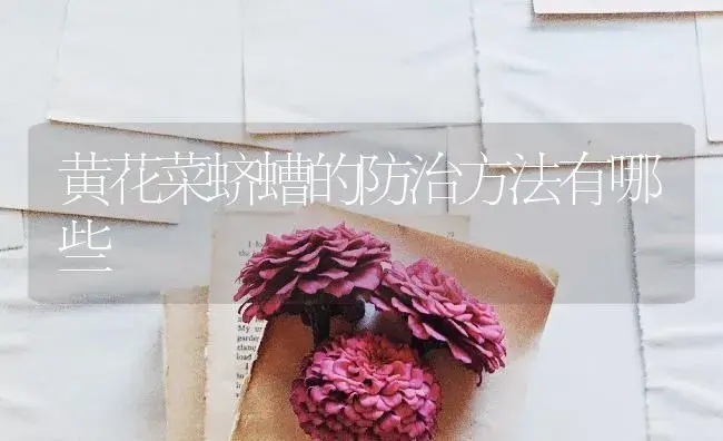 黄花菜蛴螬的防治方法有哪些 | 蔬菜种植