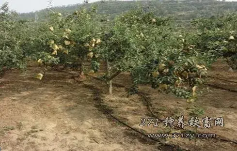 果树浇水用滴灌好还是微喷好？果园微喷和滴灌的好处