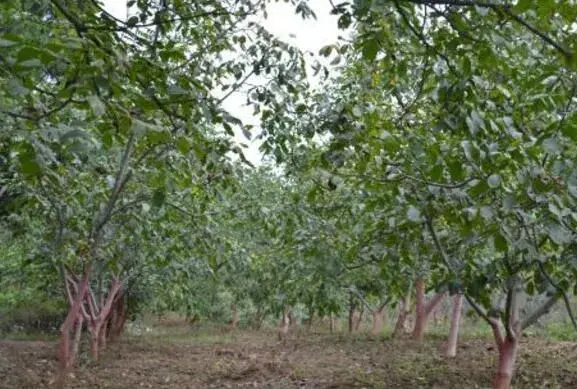 核桃宽行密植种植技术