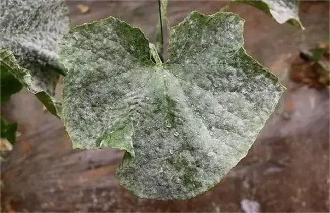 辣椒白粉病的防治和治疗对策