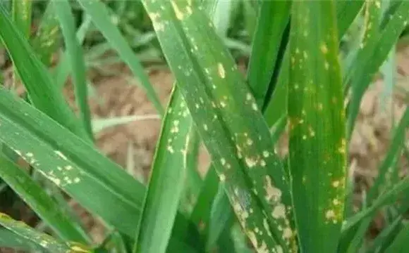 冬季小麦除草如何避免药害