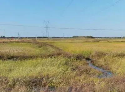 黑土地的辣椒为何红透京城？——来自黑土保护试点区的见闻