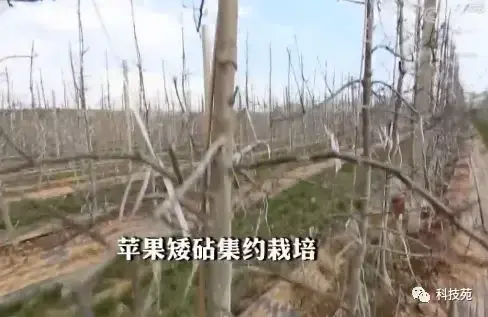 苹果矮砧集约种植，长在“墙”上的苹果带来不同的财富！