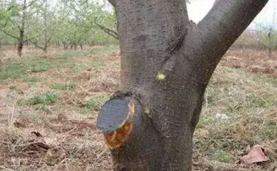 苹果枝干病害发病原因及防治技术