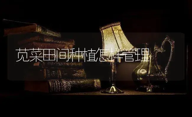 苋菜田间种植怎样管理 | 蔬菜种植