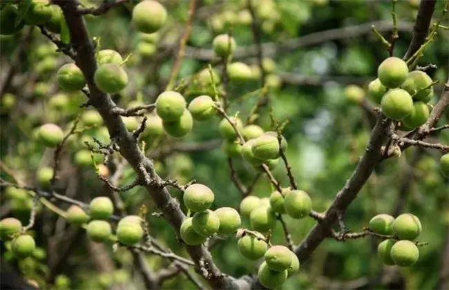 杏树花果期的管理技术