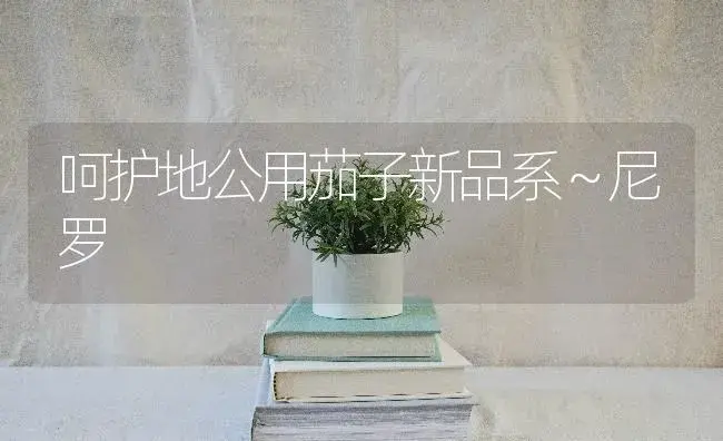 呵护地公用茄子新品系～尼罗 | 蔬菜种植