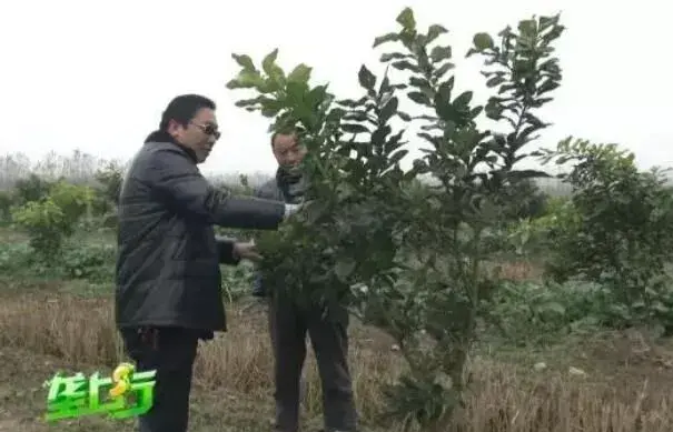 果树防冻怎么办？专家来技招