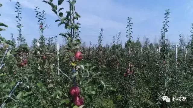 苹果矮砧集约种植，长在“墙”上的苹果带来不同的财富！