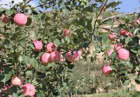 苹果成熟时间是几月份？苹果成熟期如何管理？