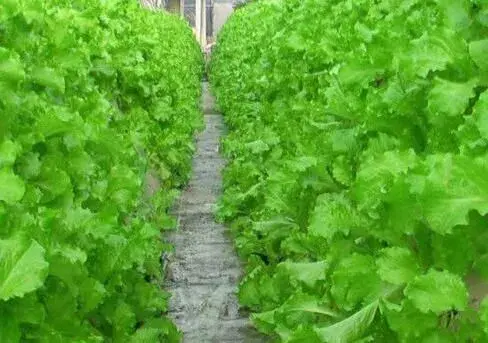 种菜不用土 气雾立体种植生菜产量价格翻几番