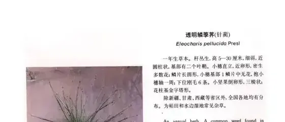 莎草科杂草