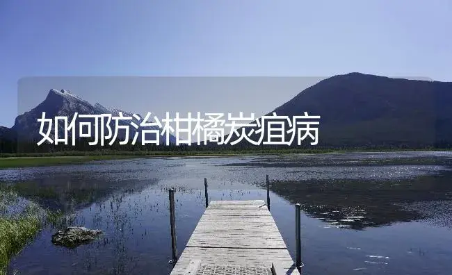 如何防治柑橘炭疽病 | 植物病虫害