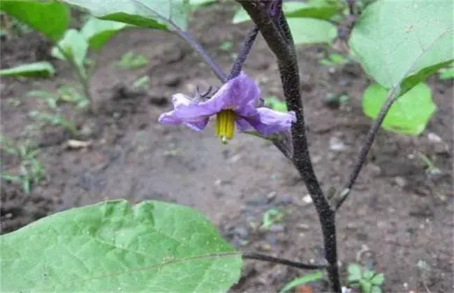 茄子间断开花结果措施